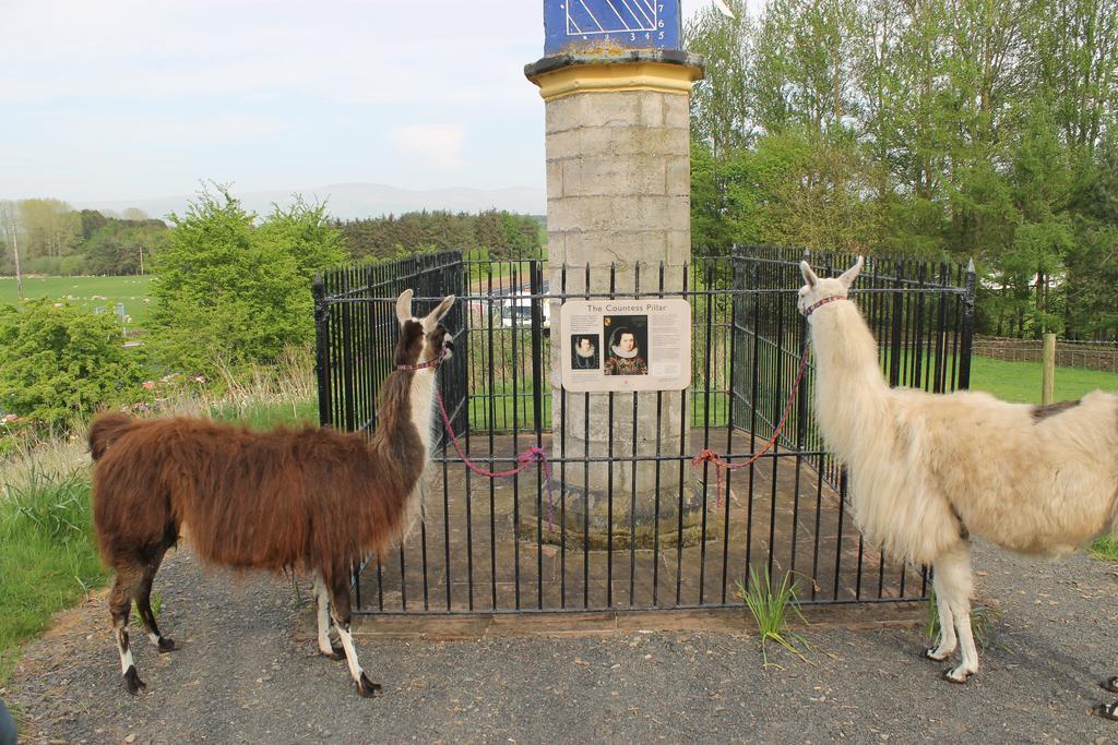 مبيت وإفطار بنريث Llamas Pyjamas المظهر الخارجي الصورة